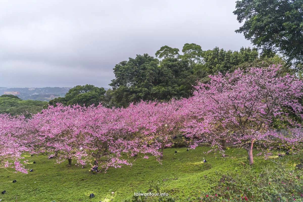 【淡水天元宮吉野櫻】山櫻花公車推薦景點.交通美食