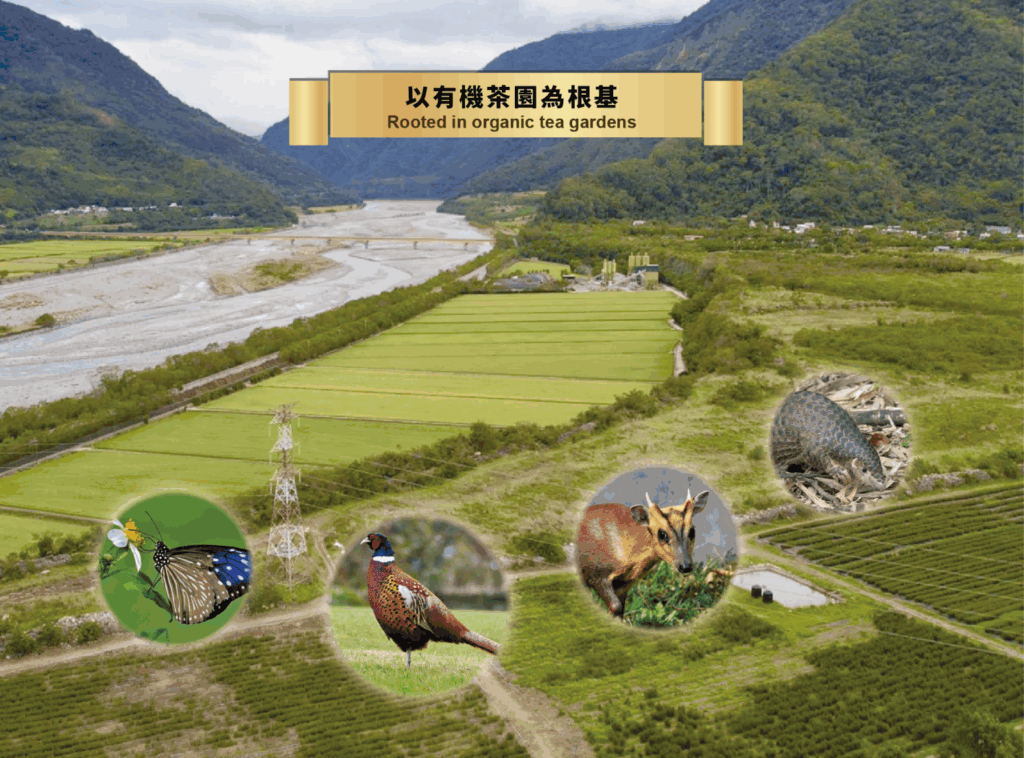 「路易十四莊園」堅持永續耕作 讓台灣茶走向國際舞台 (圖/路易十四莊園提供)