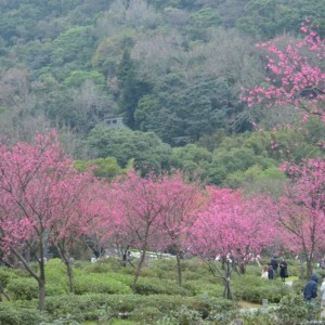 不只賞花 　陽明山花季推出低碳後花園特展