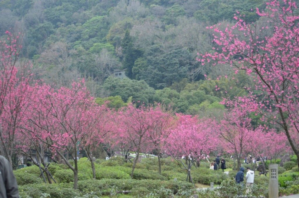 不只賞花 　陽明山花季推出低碳後花園特展