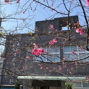 山櫻花迎春初綻 　汐止康誥坑溪浪漫賞櫻步道粉嫩登場