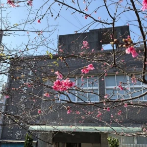 山櫻花迎春初綻 　汐止康誥坑溪浪漫賞櫻步道粉嫩登場