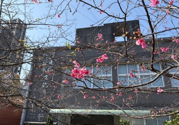 山櫻花迎春初綻 　汐止康誥坑溪浪漫賞櫻步道粉嫩登場