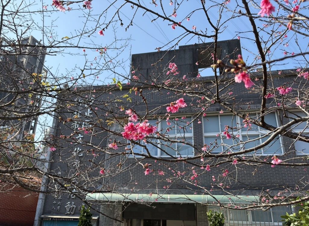 山櫻花迎春初綻 　汐止康誥坑溪浪漫賞櫻步道粉嫩登場