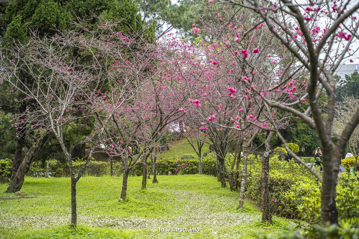 【2026中正紀念堂櫻花季】台北花況.交通怎麼去捷運站
