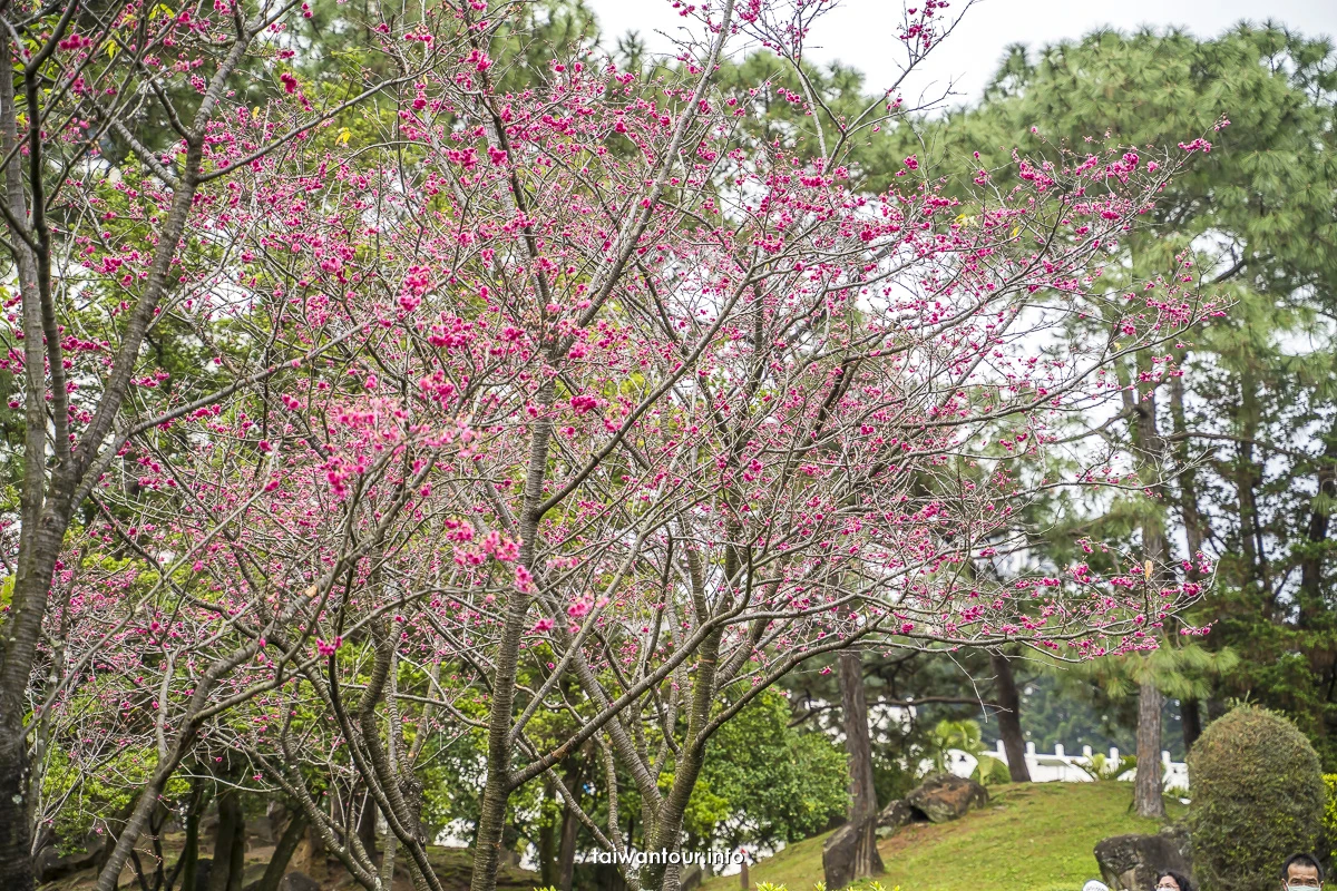 【2026中正紀念堂櫻花季】台北花況.交通怎麼去捷運站