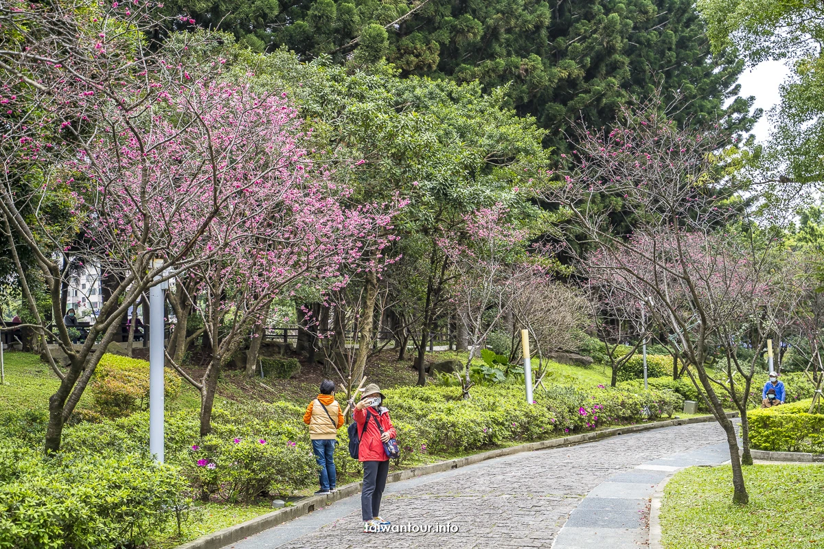 【2026中正紀念堂櫻花季】台北花況.交通怎麼去捷運站
