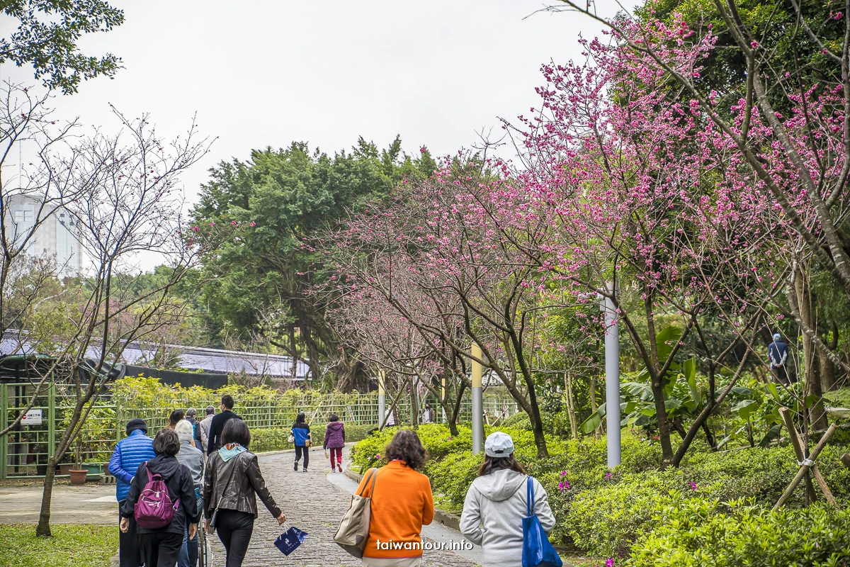 【2026中正紀念堂櫻花季】台北花況.交通怎麼去捷運站