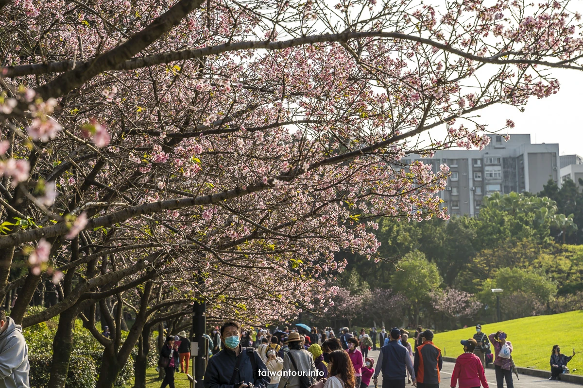 【2026中正紀念堂櫻花季】台北花況.交通怎麼去捷運站