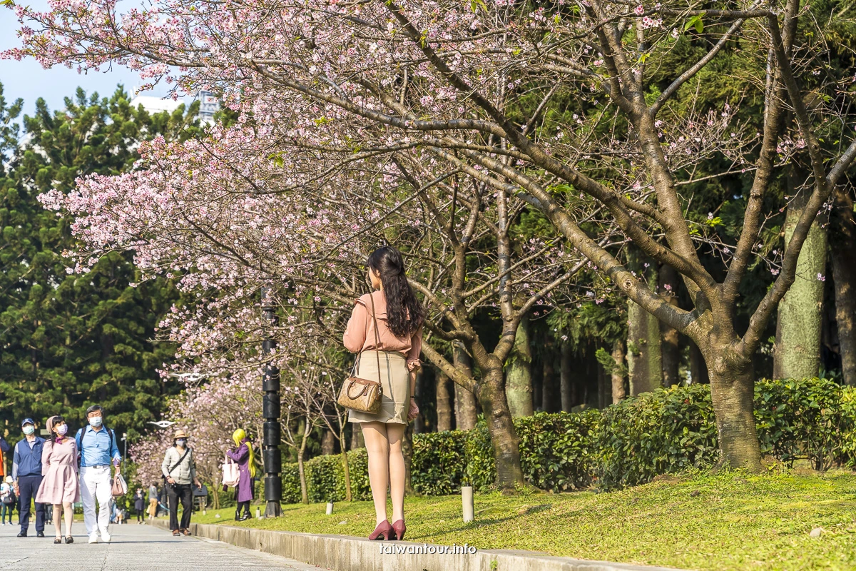 【2026中正紀念堂櫻花季】台北花況.交通怎麼去捷運站