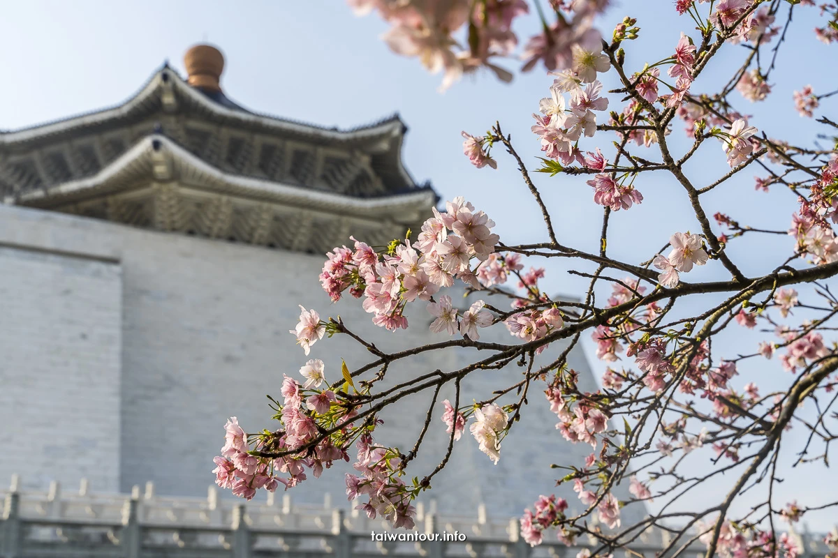【2026中正紀念堂櫻花季】台北花況.交通怎麼去捷運站