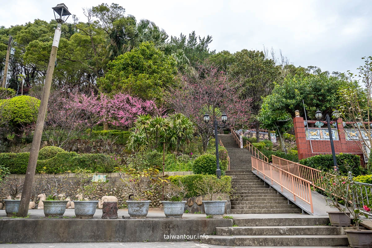 【壽山巖觀音寺公園櫻花林】桃園景點推薦龜山花季交通