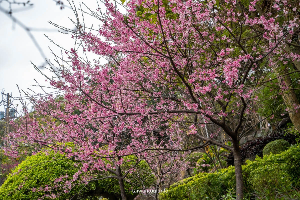 【壽山巖觀音寺公園櫻花林】桃園景點推薦龜山花季交通