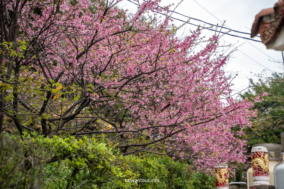 【壽山巖觀音寺公園櫻花林】桃園景點推薦龜山花季交通