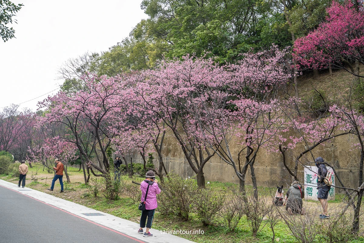 【壽山巖觀音寺公園櫻花林】桃園景點推薦龜山花季交通