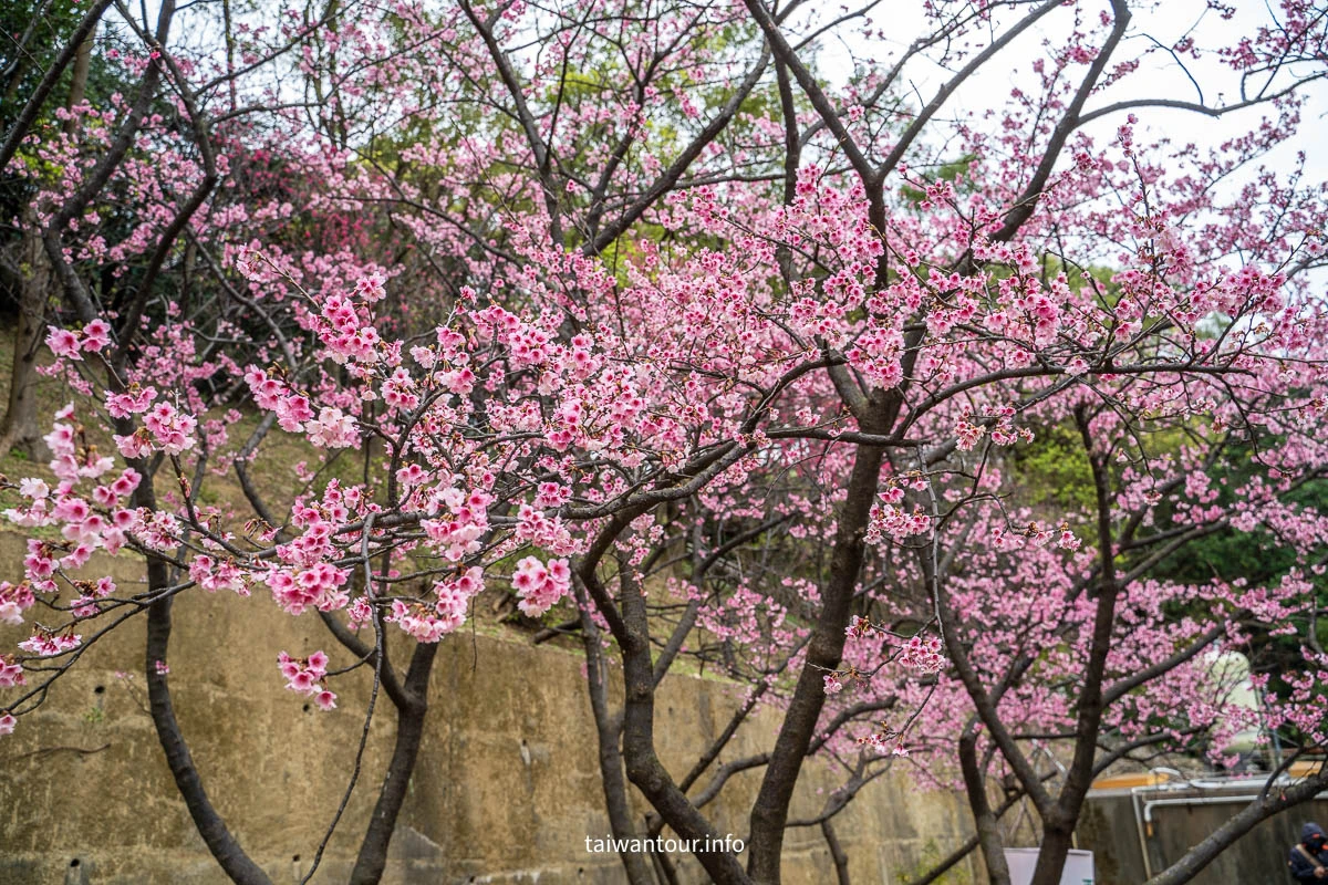 【壽山巖觀音寺公園櫻花林】桃園景點推薦龜山花季交通