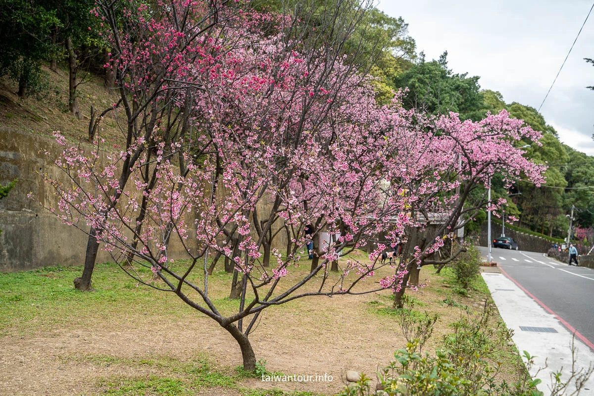 【壽山巖觀音寺公園櫻花林】桃園景點推薦龜山花季交通