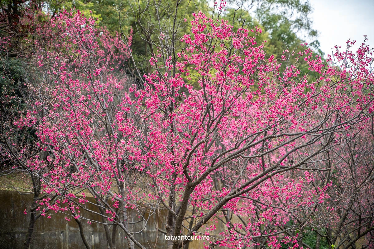 【壽山巖觀音寺公園櫻花林】桃園景點推薦龜山花季交通