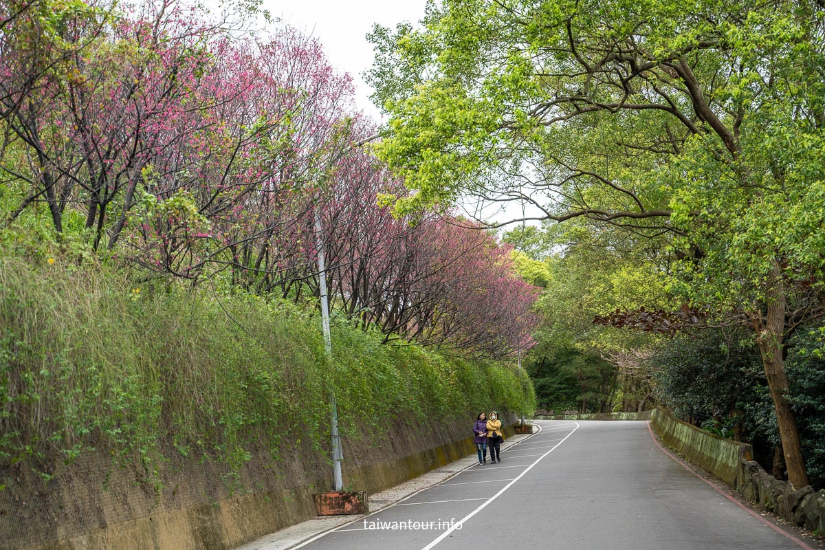 【壽山巖觀音寺公園櫻花林】桃園景點推薦龜山花季交通