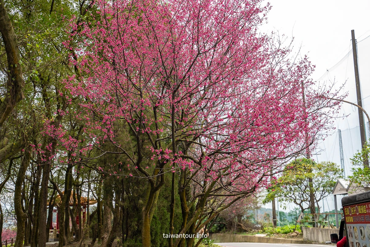 【壽山巖觀音寺公園櫻花林】桃園景點推薦龜山花季交通