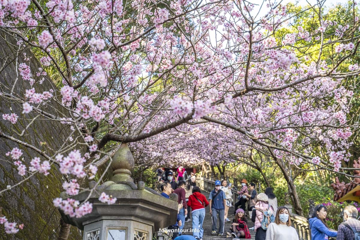 2026【碧山巖櫻花隧道】花況內湖情侶約會百萬夜景.開漳聖王廟 2026【碧山巖櫻花隧道】花況內湖情侶約會百萬夜景.開漳聖王廟