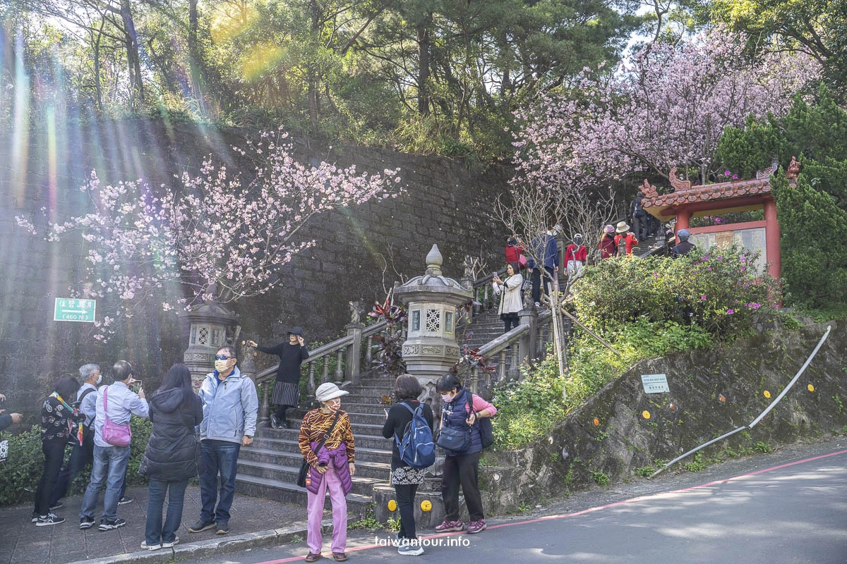 2026【碧山巖櫻花隧道】花況內湖情侶約會百萬夜景.開漳聖王廟 2026【碧山巖櫻花隧道】花況內湖情侶約會百萬夜景.開漳聖王廟