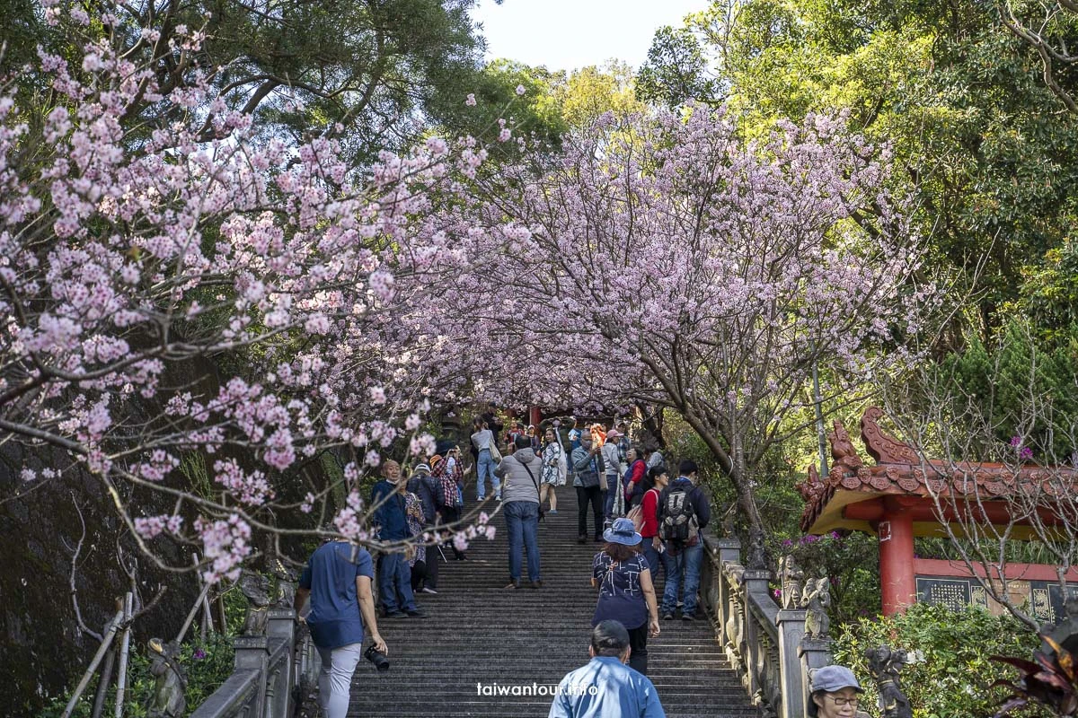 2026【碧山巖櫻花隧道】花況內湖情侶約會百萬夜景.開漳聖王廟 2026【碧山巖櫻花隧道】花況內湖情侶約會百萬夜景.開漳聖王廟
