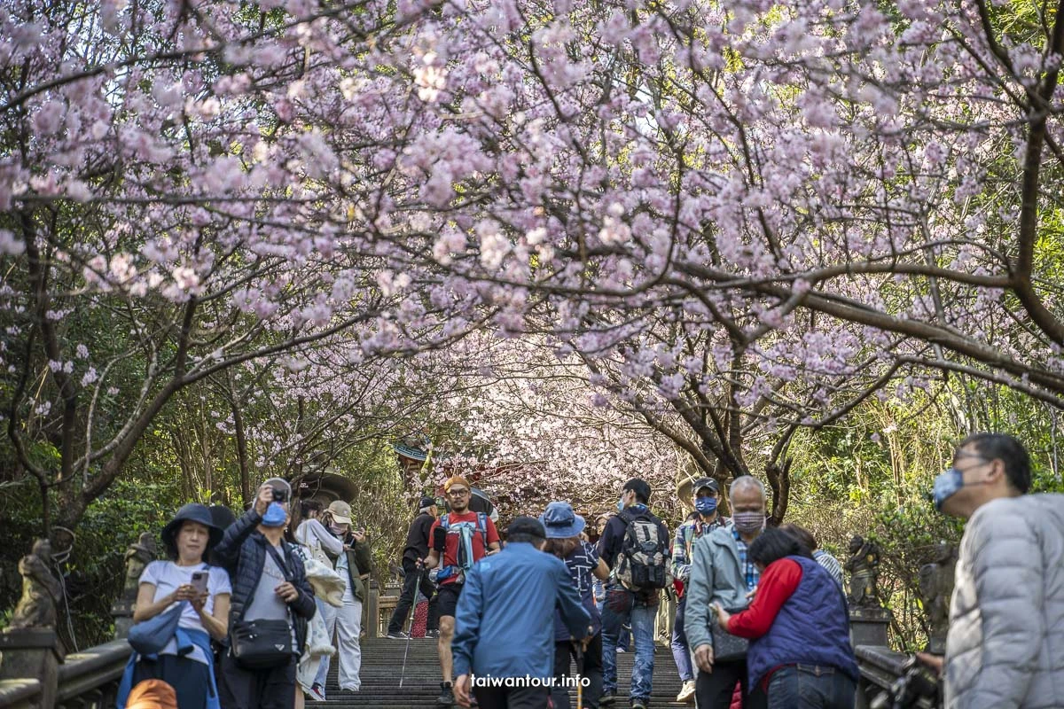 2026【碧山巖櫻花隧道】花況內湖情侶約會百萬夜景.開漳聖王廟 2026【碧山巖櫻花隧道】花況內湖情侶約會百萬夜景.開漳聖王廟