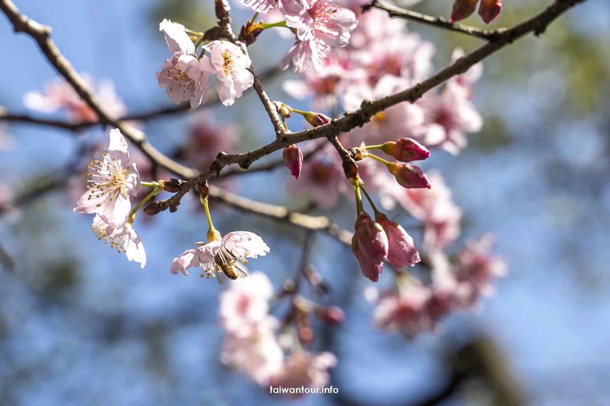 2026【碧山巖櫻花隧道】花況內湖情侶約會百萬夜景.開漳聖王廟 2026【碧山巖櫻花隧道】花況內湖情侶約會百萬夜景.開漳聖王廟