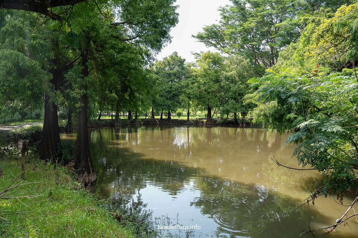 【巴克禮紀念公園】台南親子森林.螢火蟲.落雨松 【巴克禮紀念公園】台南親子森林.螢火蟲.落雨松