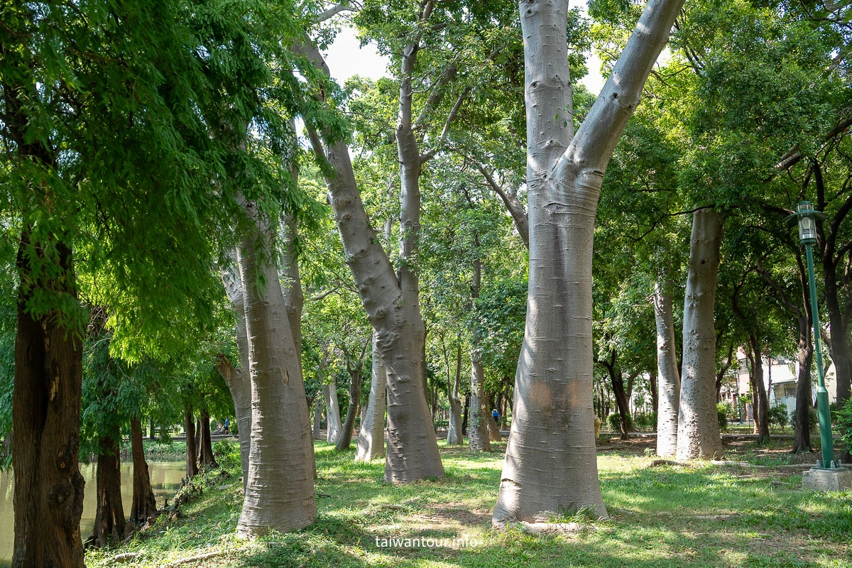 【巴克禮紀念公園】台南親子森林.螢火蟲.落雨松 【巴克禮紀念公園】台南親子森林.螢火蟲.落雨松