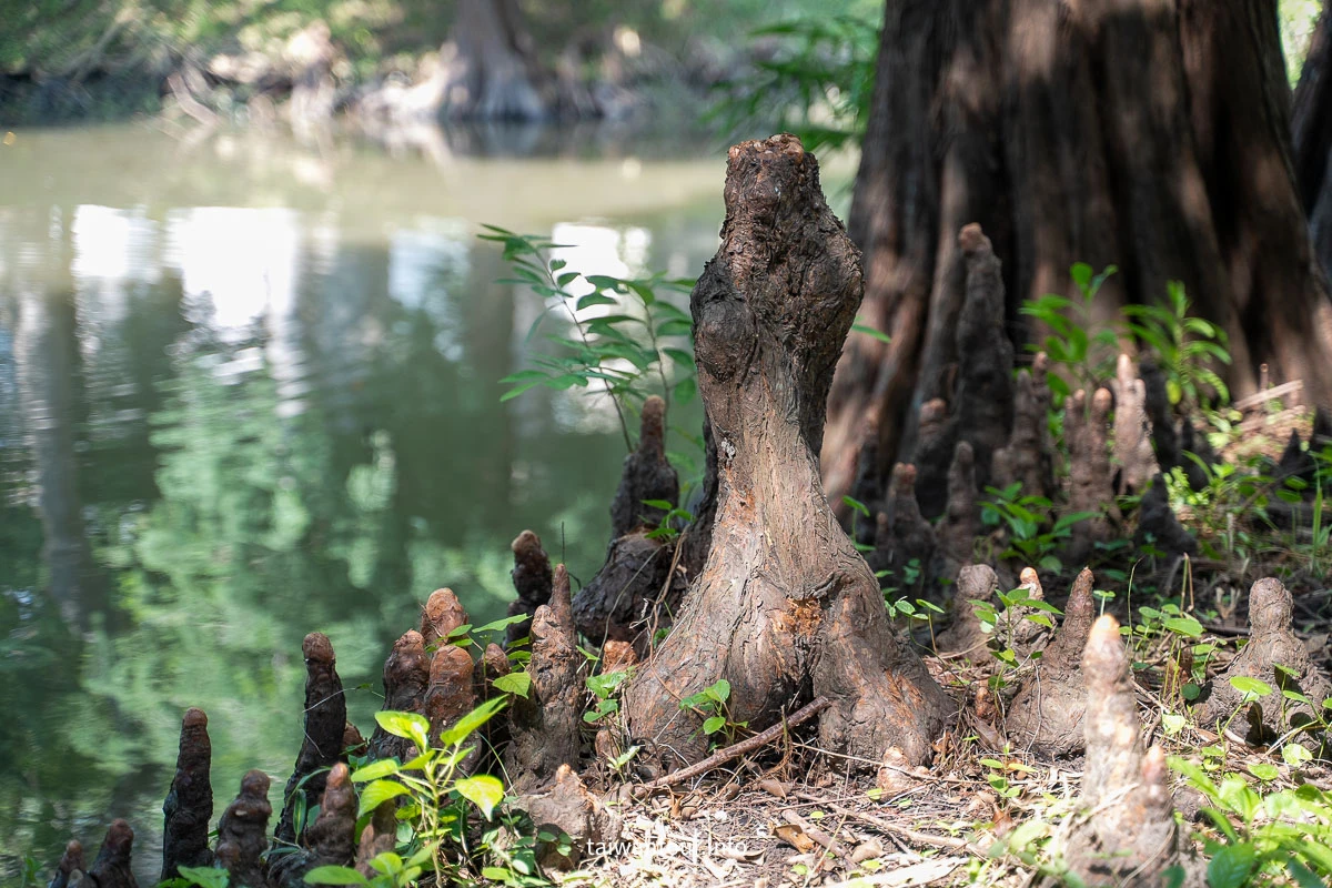 【巴克禮紀念公園】台南親子森林.螢火蟲.落雨松 【巴克禮紀念公園】台南親子森林.螢火蟲.落雨松