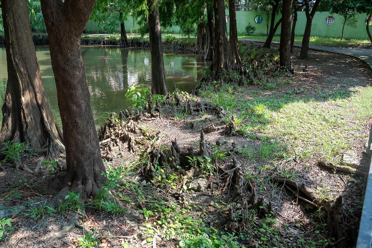 【巴克禮紀念公園】台南親子森林.螢火蟲.落雨松 【巴克禮紀念公園】台南親子森林.螢火蟲.落雨松