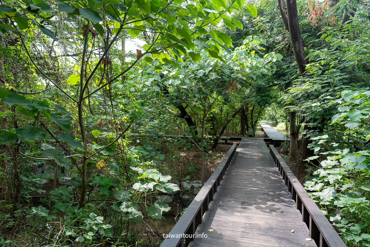 【巴克禮紀念公園】台南親子森林.螢火蟲.落雨松