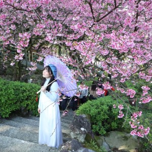 新北推黃金三角行程  春季必衝秘境一日遊