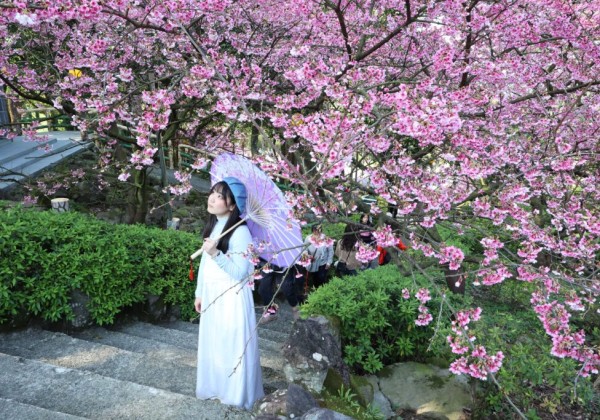 新北推黃金三角行程  春季必衝秘境一日遊