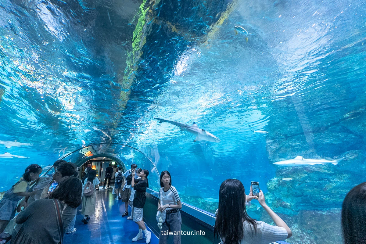 【COEX 水族館】首爾水族館門票.交通.美人魚秀.韓劇拍攝地一次看! 【COEX 水族館】首爾水族館門票.交通.美人魚秀.韓劇拍攝地一次看!