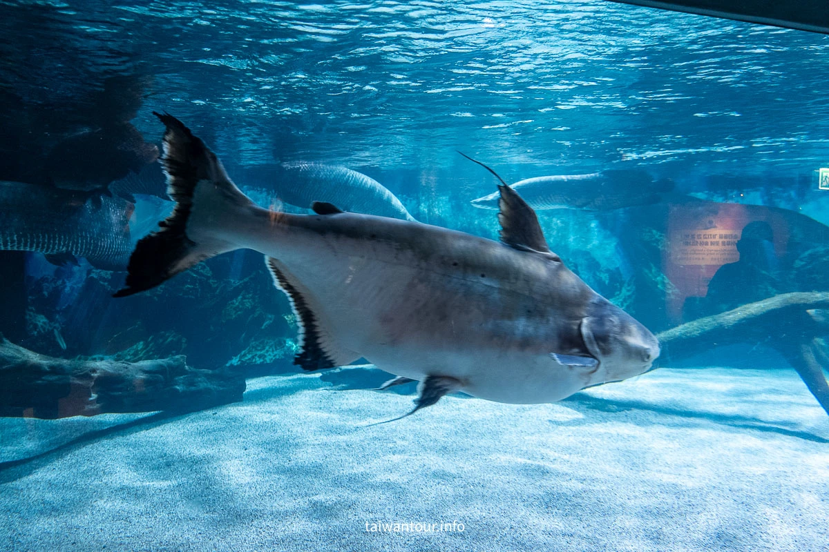 【COEX 水族館】首爾水族館門票.交通.美人魚秀.韓劇拍攝地一次看! 【COEX 水族館】首爾水族館門票.交通.美人魚秀.韓劇拍攝地一次看!