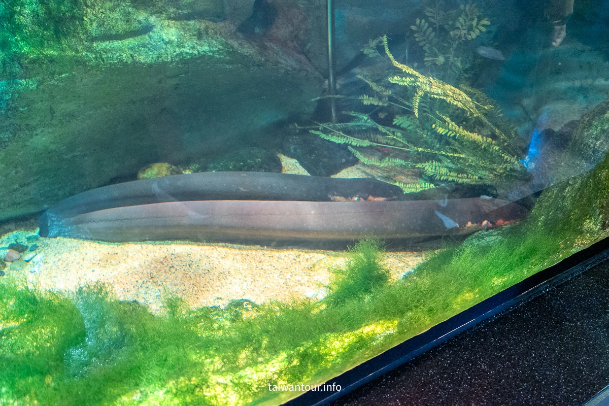 【COEX 水族館】首爾水族館門票.交通.美人魚秀.韓劇拍攝地一次看! 【COEX 水族館】首爾水族館門票.交通.美人魚秀.韓劇拍攝地一次看!