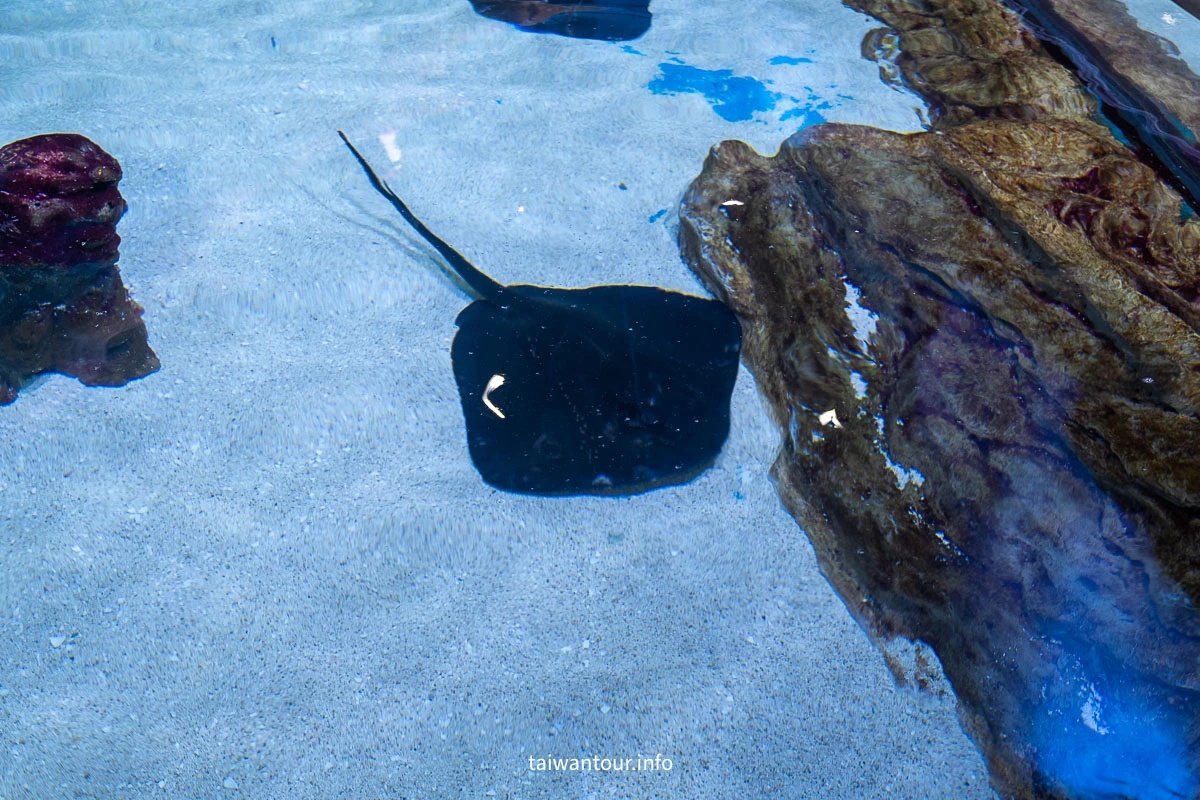 【COEX 水族館】首爾水族館門票.交通.美人魚秀.韓劇拍攝地一次看! 【COEX 水族館】首爾水族館門票.交通.美人魚秀.韓劇拍攝地一次看!