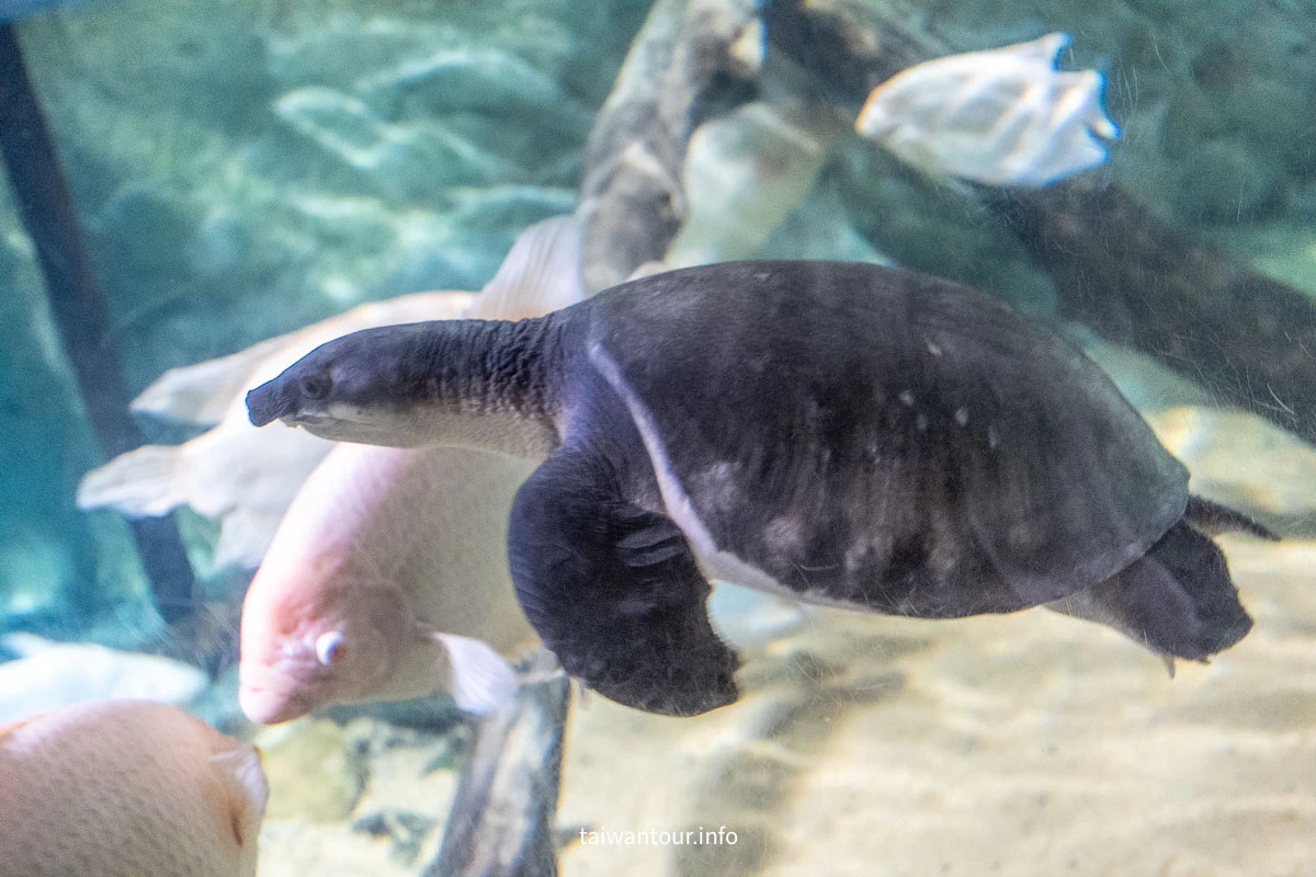 【COEX 水族館】首爾水族館門票.交通.美人魚秀.韓劇拍攝地一次看! 【COEX 水族館】首爾水族館門票.交通.美人魚秀.韓劇拍攝地一次看!