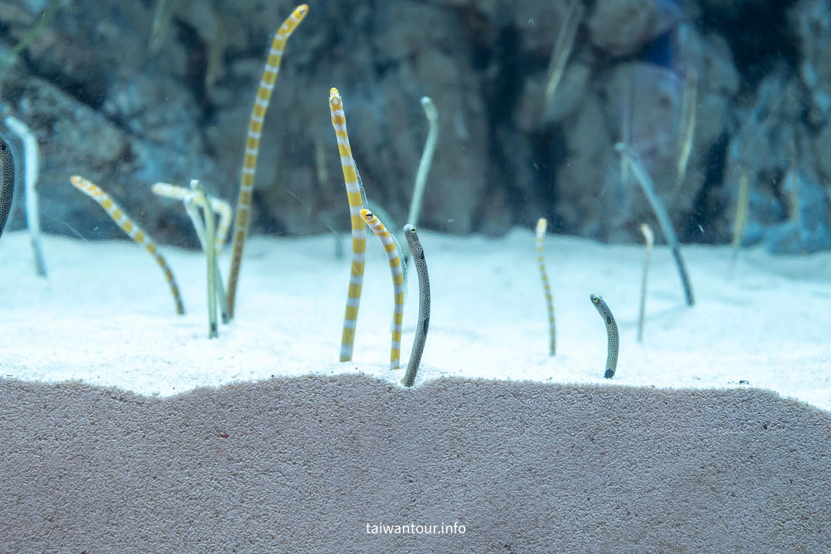【COEX 水族館】首爾水族館門票.交通.美人魚秀.韓劇拍攝地一次看！