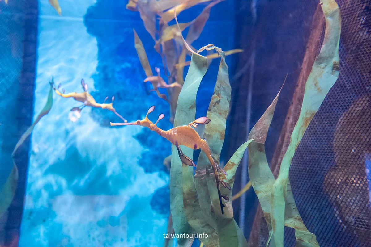【COEX 水族館】首爾水族館門票.交通.美人魚秀.韓劇拍攝地一次看! 【COEX 水族館】首爾水族館門票.交通.美人魚秀.韓劇拍攝地一次看!