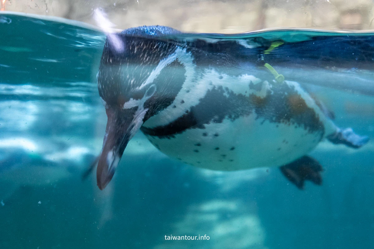 【COEX 水族館】首爾水族館門票.交通.美人魚秀.韓劇拍攝地一次看! 【COEX 水族館】首爾水族館門票.交通.美人魚秀.韓劇拍攝地一次看!