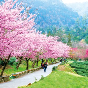 「台中賞花地圖」上線   85處浪漫賞花景點不迷航