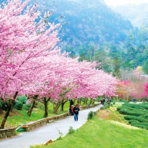 「台中賞花地圖」上線   85處浪漫賞花景點不迷航