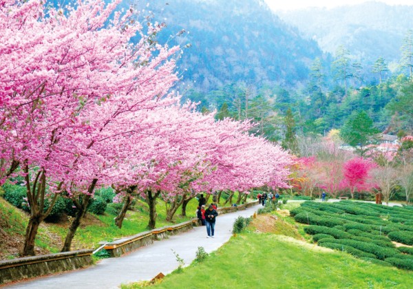 「台中賞花地圖」上線   85處浪漫賞花景點不迷航