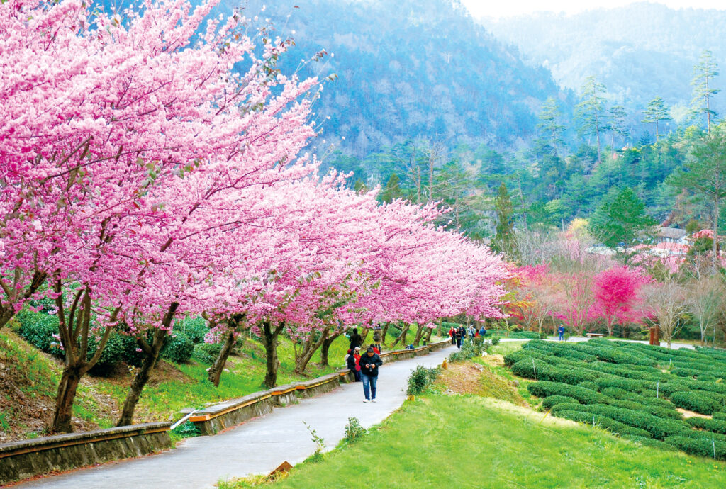 「台中賞花地圖」上線   85處浪漫賞花景點不迷航