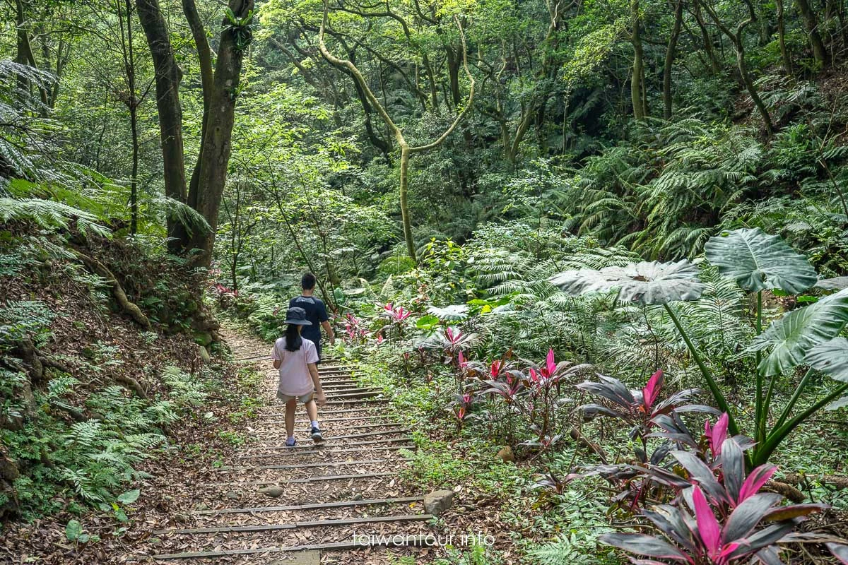 【老公崎新林步道】新北油桐花步道.親子景點推薦