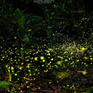 新北46處螢火蟲秘境大公開 　5月上旬迎最高峰